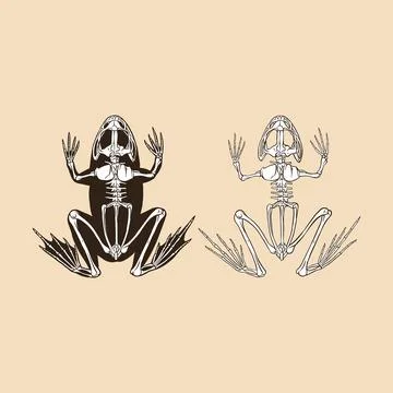 Skeleton frog vector illustration animal Stock Illustration