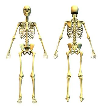 Skeleton Front and Back Stock Illustration