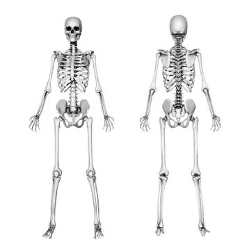 Skeleton Front &amp; Back - Pencil Drawing Stock Illustration