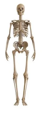 Skeleton front view. Plastic layout of the human skeleton on white background Illustrazione stock