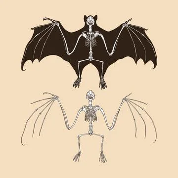 Skeleton fruit bat vector illustration animal Stock Illustration