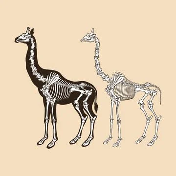 Skeleton giraffe vector illustration animal Stock Illustration