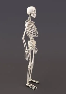 Skeleton of a gray background Stock Illustration