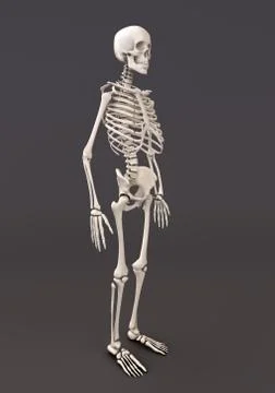 Skeleton of a gray background Stock Illustration