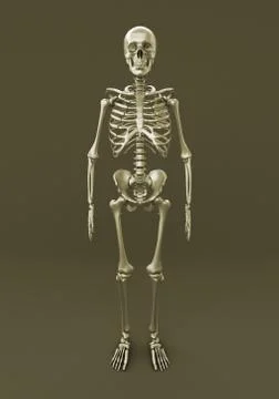Skeleton of a gray background イラスト素材