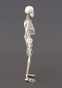 Skeleton of a gray background Illustrazione stock