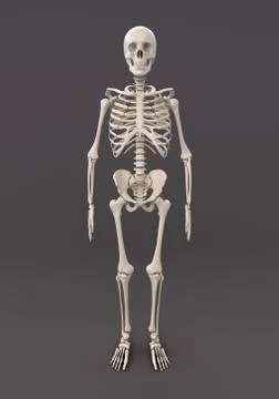 Skeleton of a gray background Stock Illustration