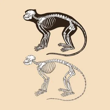 Skeleton gray langur vector illustration animal Stock Illustration