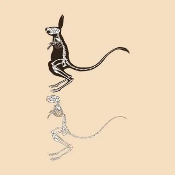 Skeleton greater egyptian jerboa vector illustration animal Stock Illustration
