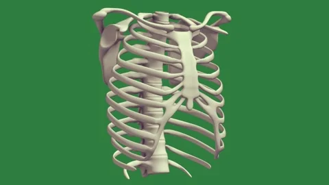 A skeleton on green background and 3d the ribs screen model rib human green Stock Footage 337341381