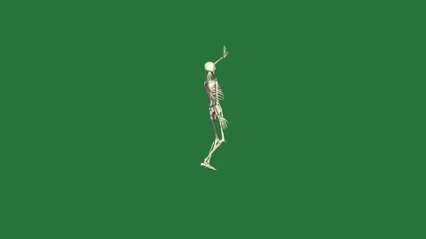 A skeleton on green background and standing in front of isolated on green Stock Footage 336955030