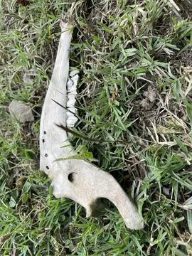 Skeleton in green grass Stock Photos