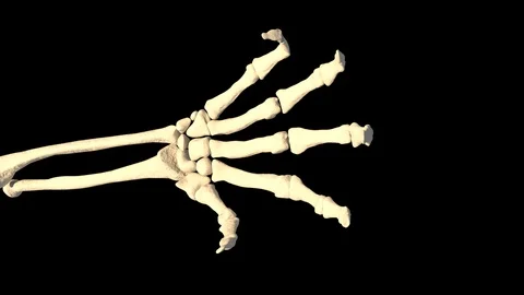 Skeleton Hand Gestures Video stock 121251219