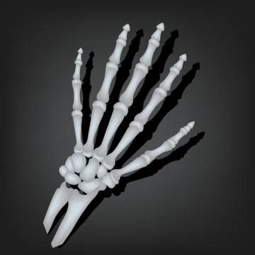 A skeleton hand in realistic style, vector illustration Stock Illustration