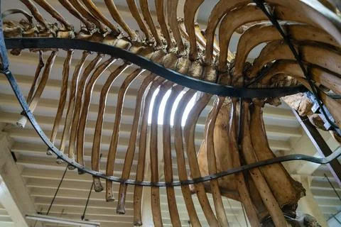 A skeleton is hanging from the ceiling. in Chennai Stock-Fotos