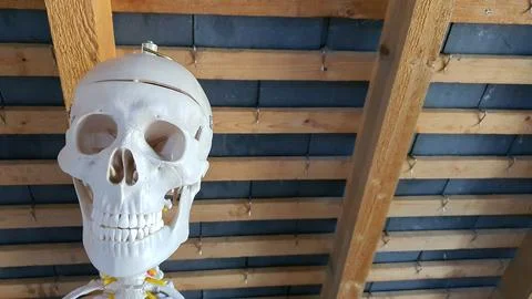 Skeleton hanging from a ceiling Stock Photos