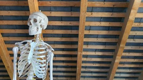 Skeleton hanging from a ceiling Stock Photos