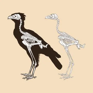 Skeleton herpy eagle vector illustration animal Stock Illustration