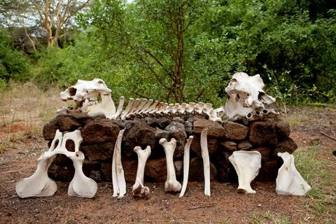 Skeleton of hippo Stock Photos