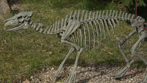 Skeleton of horse Eohippus. Prehistoric skeleton. Stock Footage 237765052