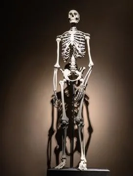 Skeleton of human being Fotos Stock