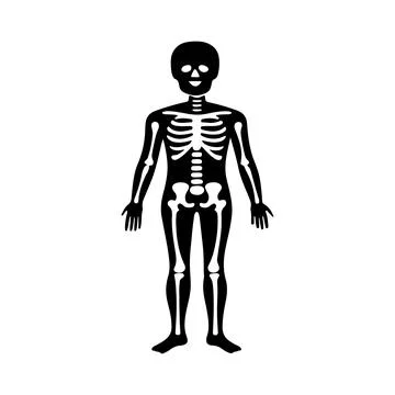 Skeleton, Human body, skeleton, Skeletal system, illustration Illustrazione stock