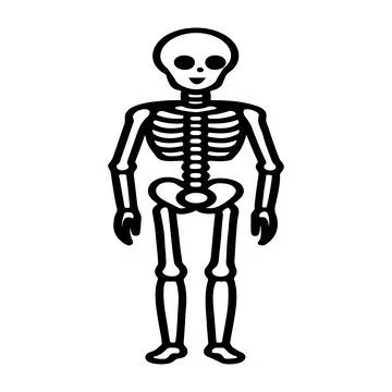 Skeleton, Human body, skeleton, Skeletal system, illustration Stock Illustration