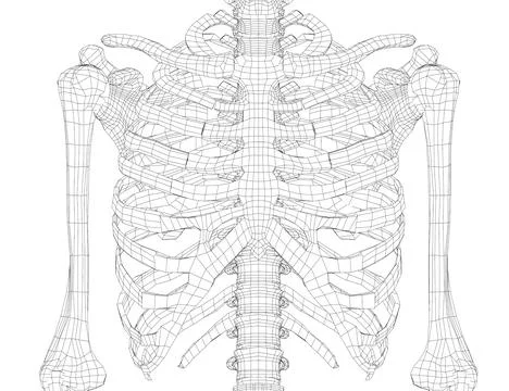 Skeleton of a human chest Stock Illustration