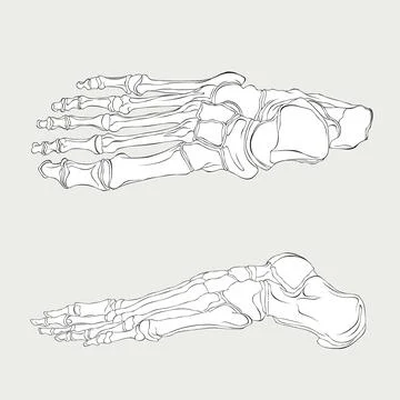 The skeleton of the human foot, side and upper view outline vector illustration Stock Illustration