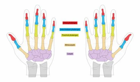 The skeleton of the human hand consists of 27 bones Stock Illustration