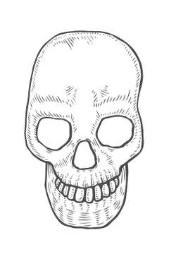 Skeleton of the human head Stockillustratie