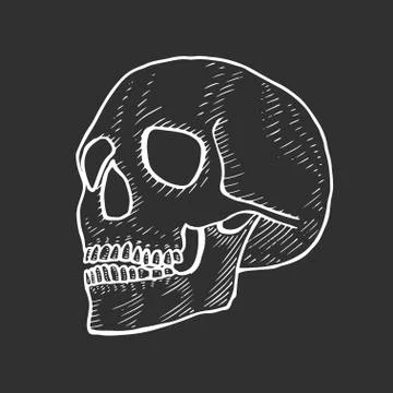 Skeleton of the human head Stock Illustration