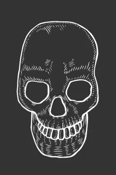 Skeleton of the human head Stock-Illustration