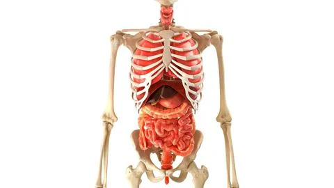 Skeleton human model internal organs on white 3D illustration 3d medical Anim Stock Illustration