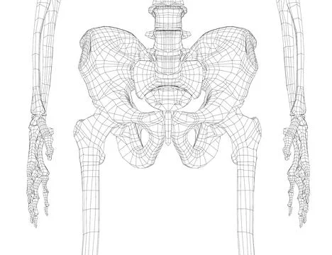 Skeleton of the human pelvis Stock Illustration