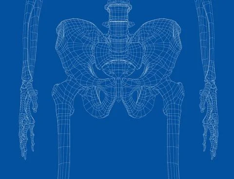 Skeleton of the human pelvis. Vector Stock Illustration