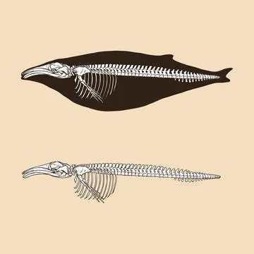 Skeleton humpback whale vector illustration animal Stock Illustration