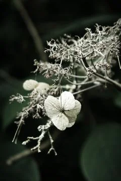 Skeleton hydrangea flower on tree branch Stock Photos