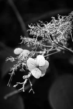 Skeleton hydrangea flower on tree branch, black and white Foto stock