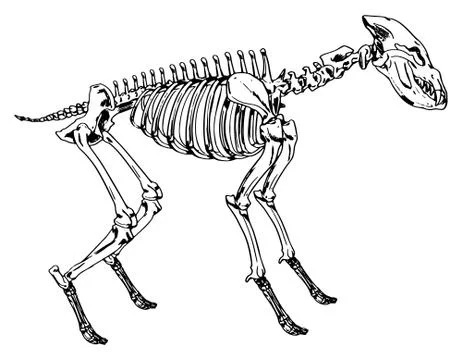 Skeleton of a hyena Stock Illustration