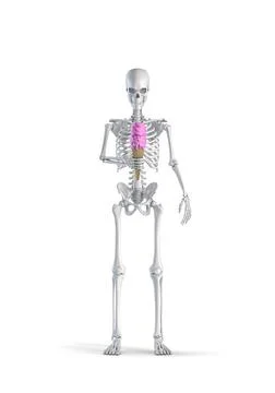 Skeleton with ice cream 스톡 일러스트
