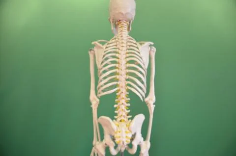 Skeleton Stock Illustration