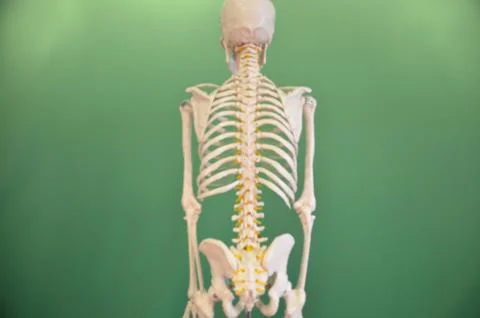Skeleton Stock Illustration