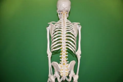 Skeleton Stock Illustration