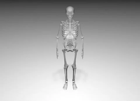 Skeleton Stock Illustration