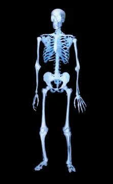 Skeleton Stock Illustration