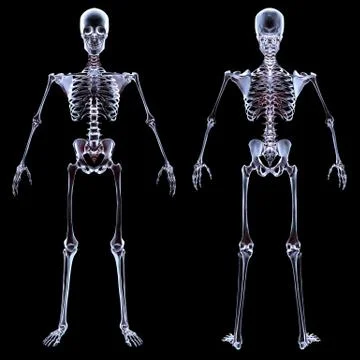 Skeleton Stock Illustration