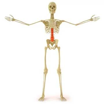 Skeleton 스톡 일러스트