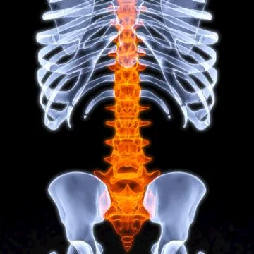 Skeleton Stock-Illustration