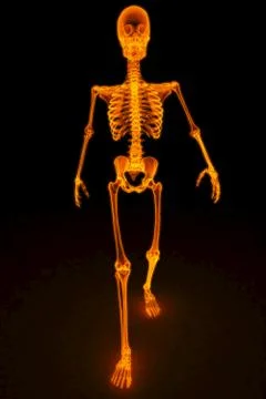 Skeleton Stock Illustration